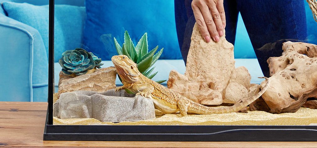 Petco reptiles clearance