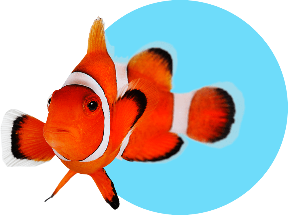 Saltwater fish pet shop stores near me