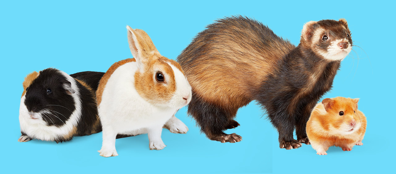 Petco shop guinea pig