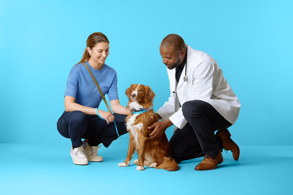 Cat First Aid: First Aid for Cats & Pets | Petco