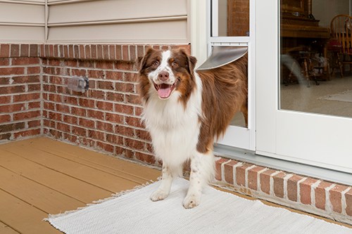 Petco sliding 2024 glass dog door