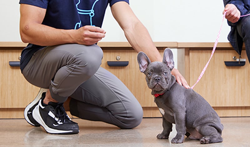 Petco store obedience classes