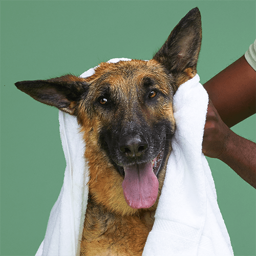 Dog Shampoo for Itchy Skin Hypoallergenic Dog Shampoo Petco