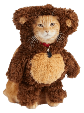cat halloween costumes