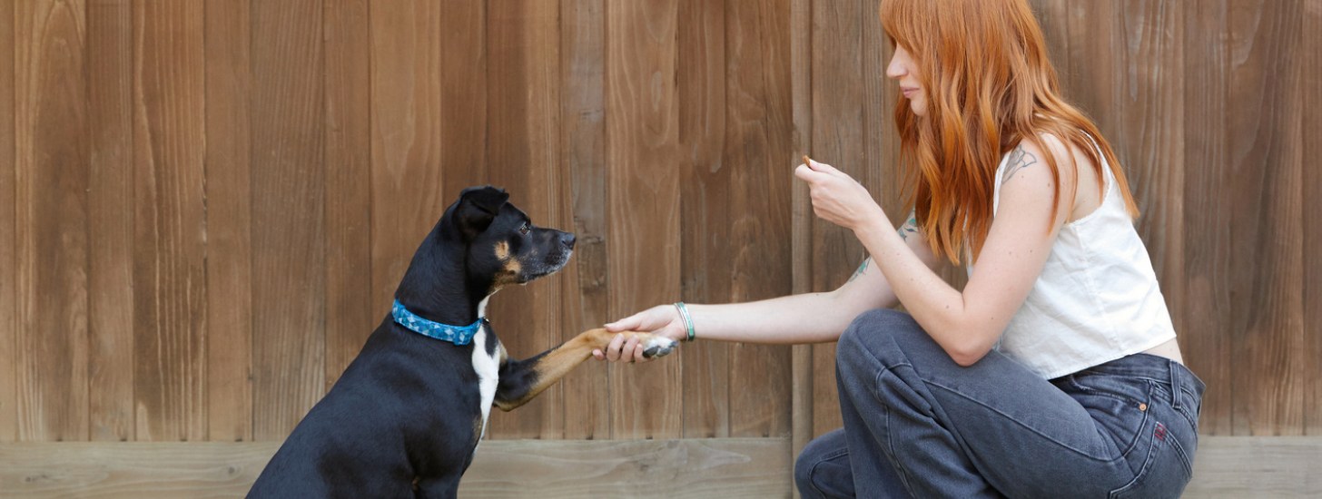 Mobile Dog Trainer