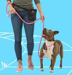 Petco training hot sale leash