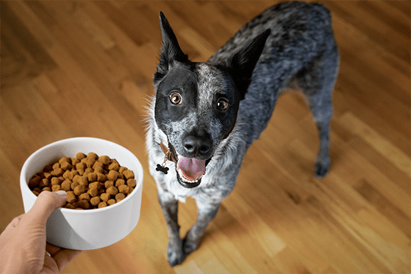 Precise foundation shop dog food