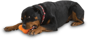 Dog chewing on chew toy
