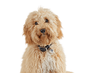 Golden Doodle