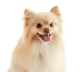 Blond Pomeranian