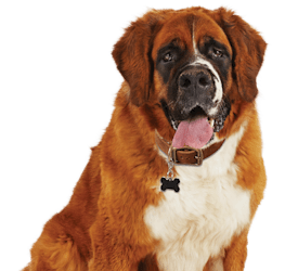 Brown Saint Bernard