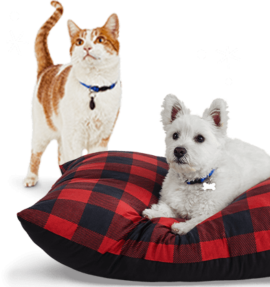 Pin on Pet Apparel & Accessories
