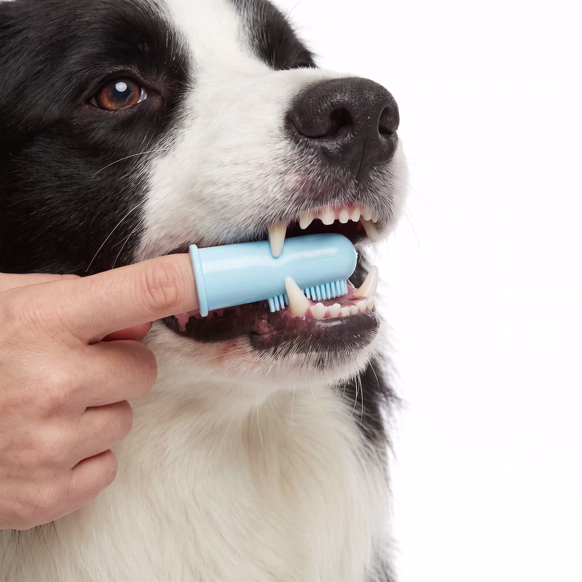 Dog Dental Care