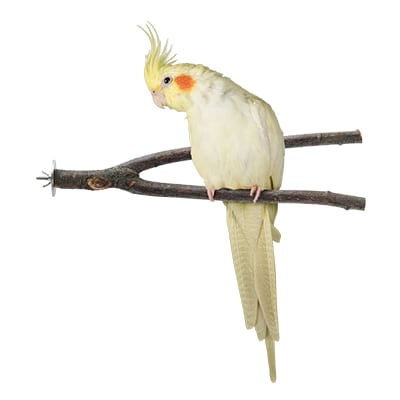 Bird Store Supplies Bird Accessories Products Petco