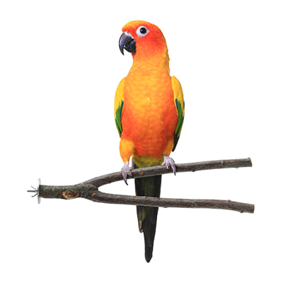 Petco bird prices shop