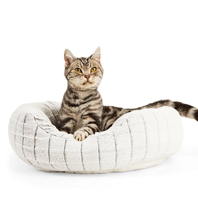 Petco products for cats outlet