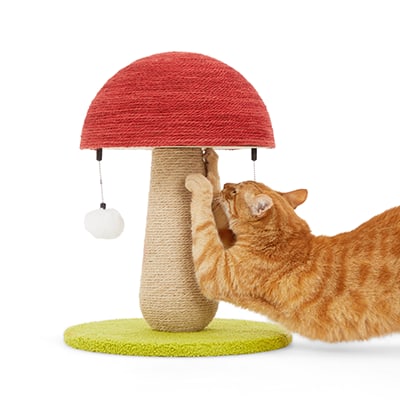 Cheap cat supplies online clearance