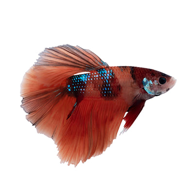 Clearance aquarium supplies discount