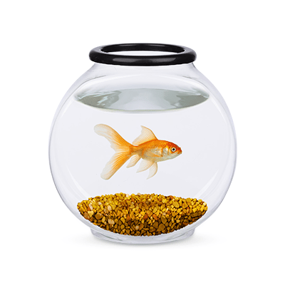 Fish bowl buy online store