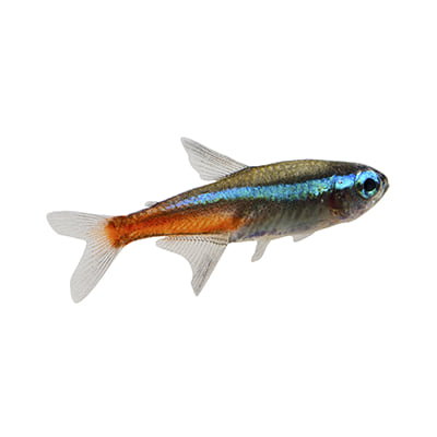 Freshwater fish supplies cheap