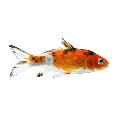 Fish Supplies Aquarium Supplies Accessories Petco