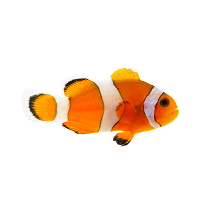Fish supplies online outlet