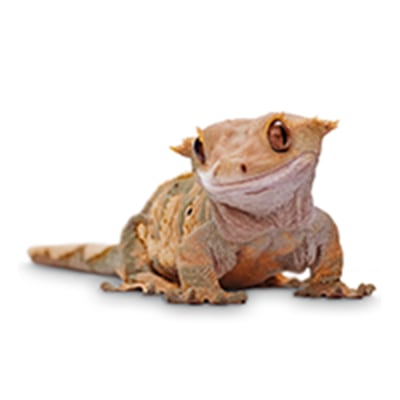 Reptile Store Supplies Accessories Products Petco