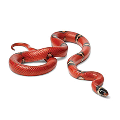 Reptile Store Supplies Accessories Products Petco