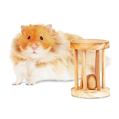 Petco hamster toys top