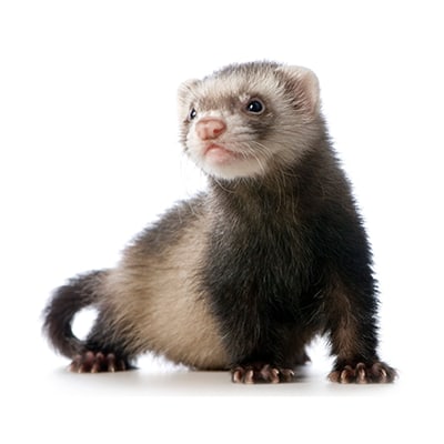 Ferret hutch for sale near me 2025