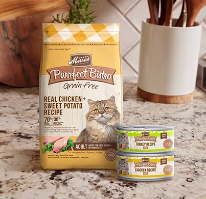 An adult tabby cat walking forward.