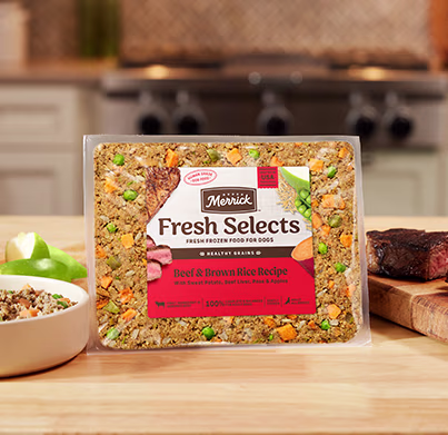 An adult orange cat walking forward.