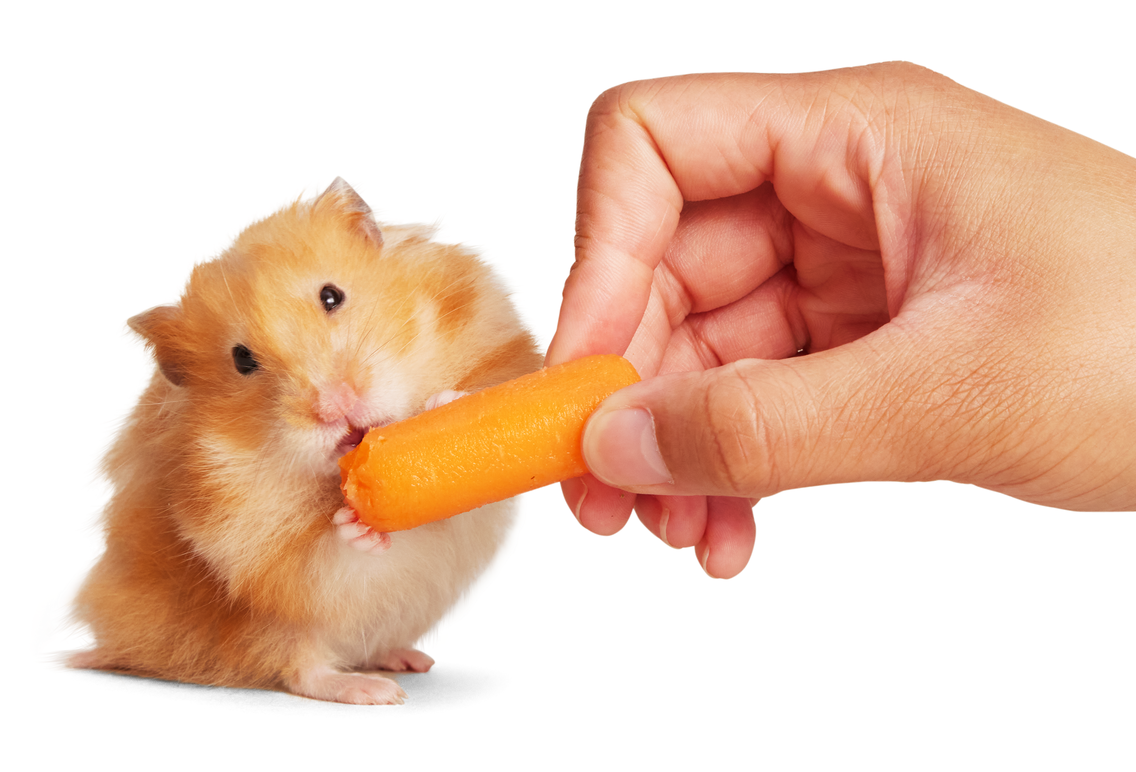 Everything You Need to Know About Hamsters - Vital Pet Club - Pet advice