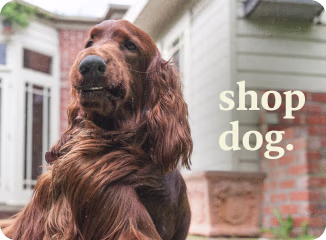 Shop Dog