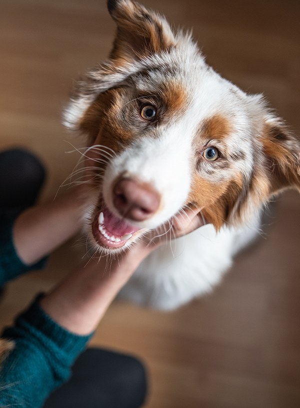 Kitten Food: Wet, Canned & Dry Kibble Food | Petco