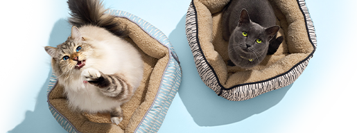 Two cats laying in beds looking straight up to the camera.