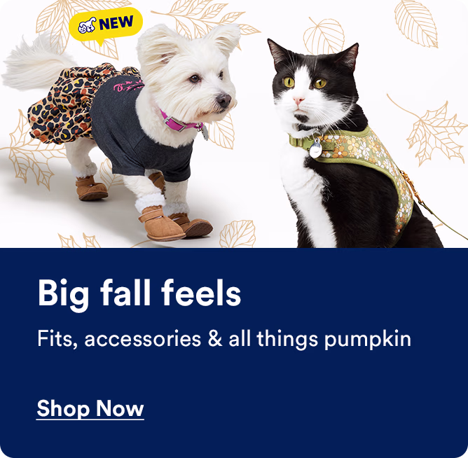 Big fall feels. Fits, accessories & all things pumpkin. Shop now.