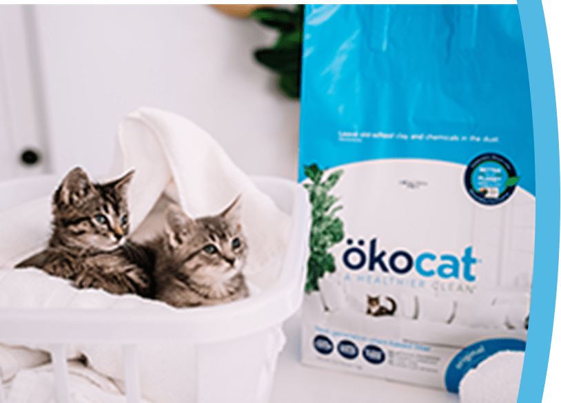 Petco okocat outlet