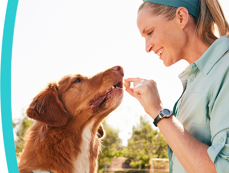 Dog Medication Heartworm, Allergy, Antibiotics Prescription Petco