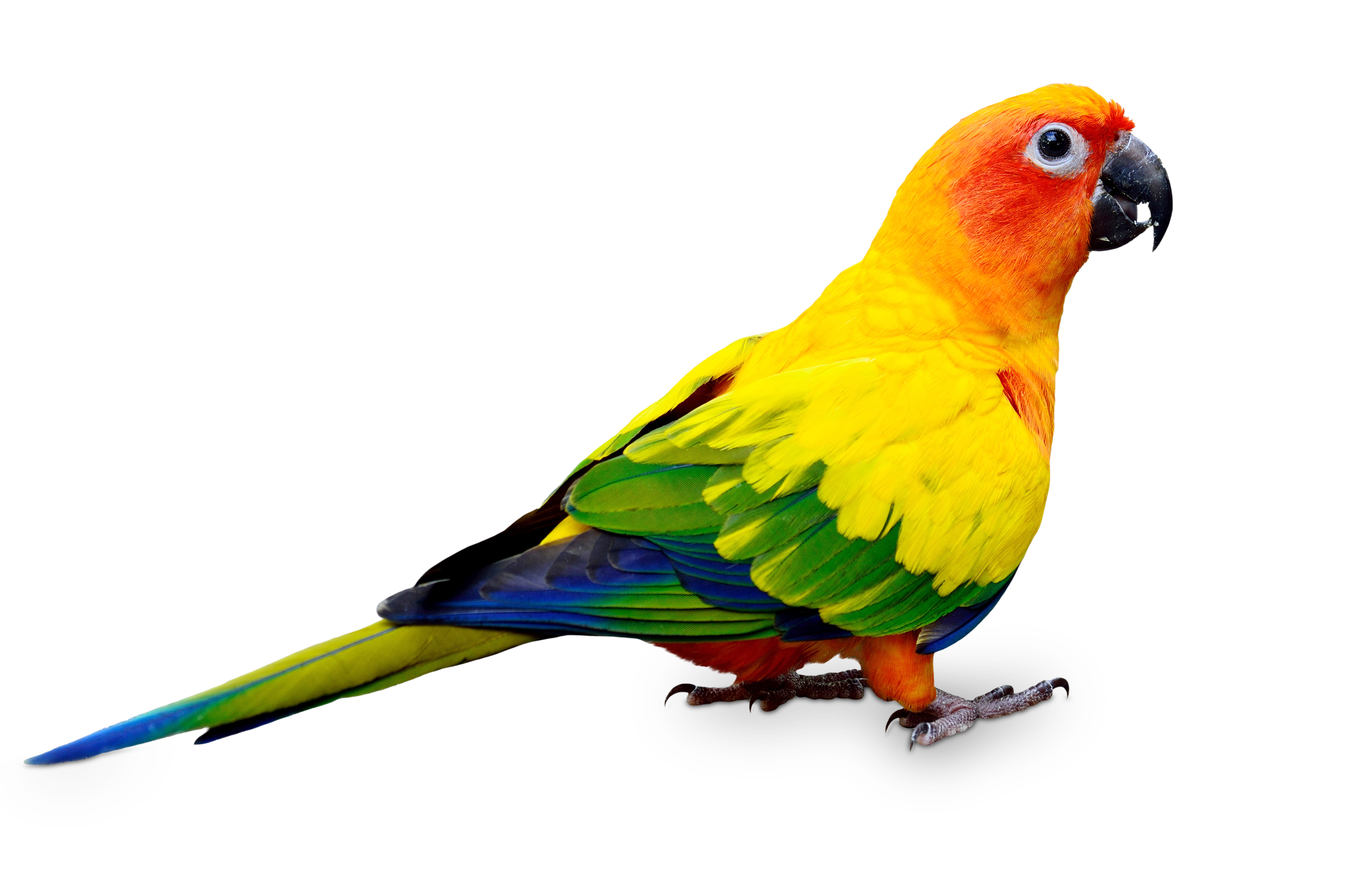 Bird Food, PetWorx, Online Pet Store