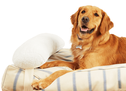 Know Your Breed: Golden Retriever - Vetco Store