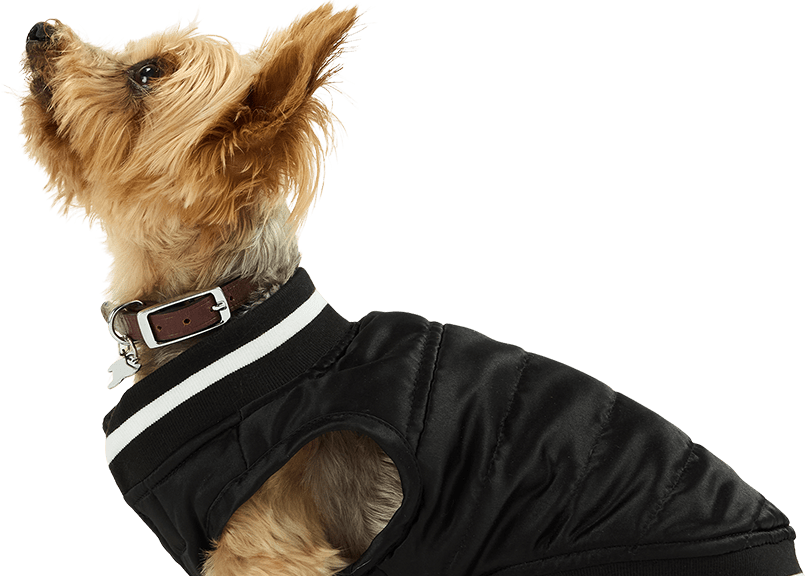 Reddy Pleated Sweater for Dogs, X-Small, Grey Petco