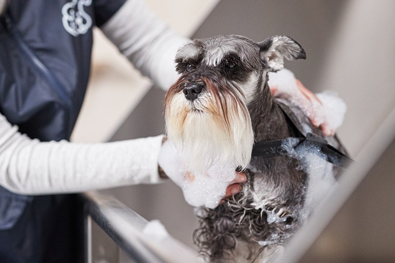 Petco dog deals nail trim