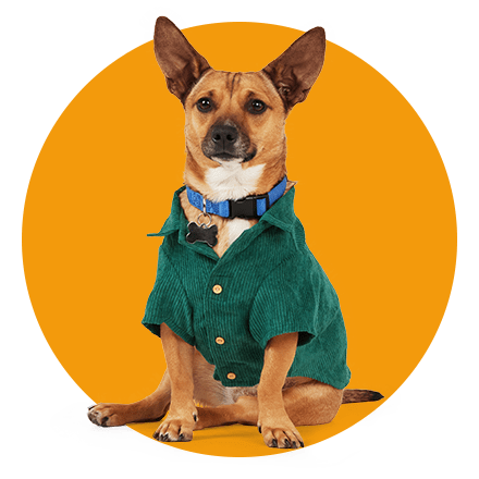 Dog Sweatshirt Pet T-Shirt, Dog Summer Apparel Puppy Pet Clothes for Dogs  Cute Soft Vest Football Team