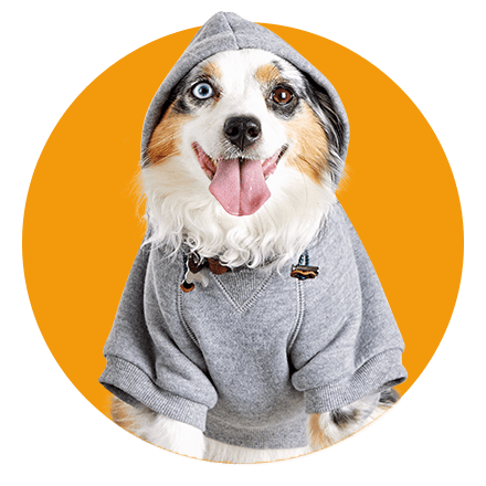 phillies dog sweater