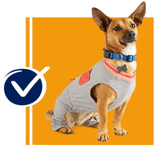 Pets First Los Angeles Dodgers Small Dog Throwback Jersey | Petco