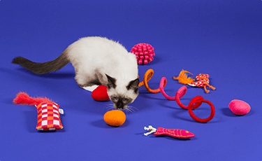 Siamese kitten playing with a pile of toys.