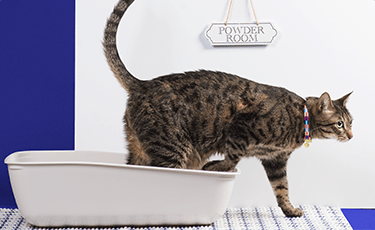 Tabby cat stepping out of a litter box.