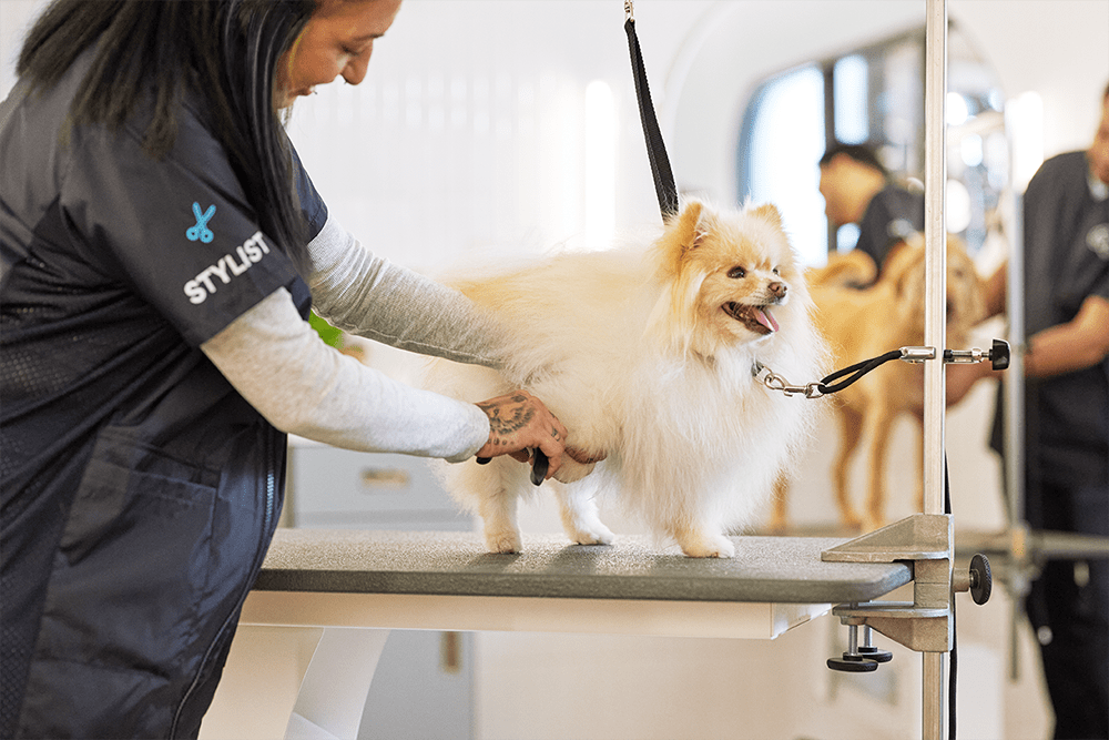 Pet on sale grooming locations