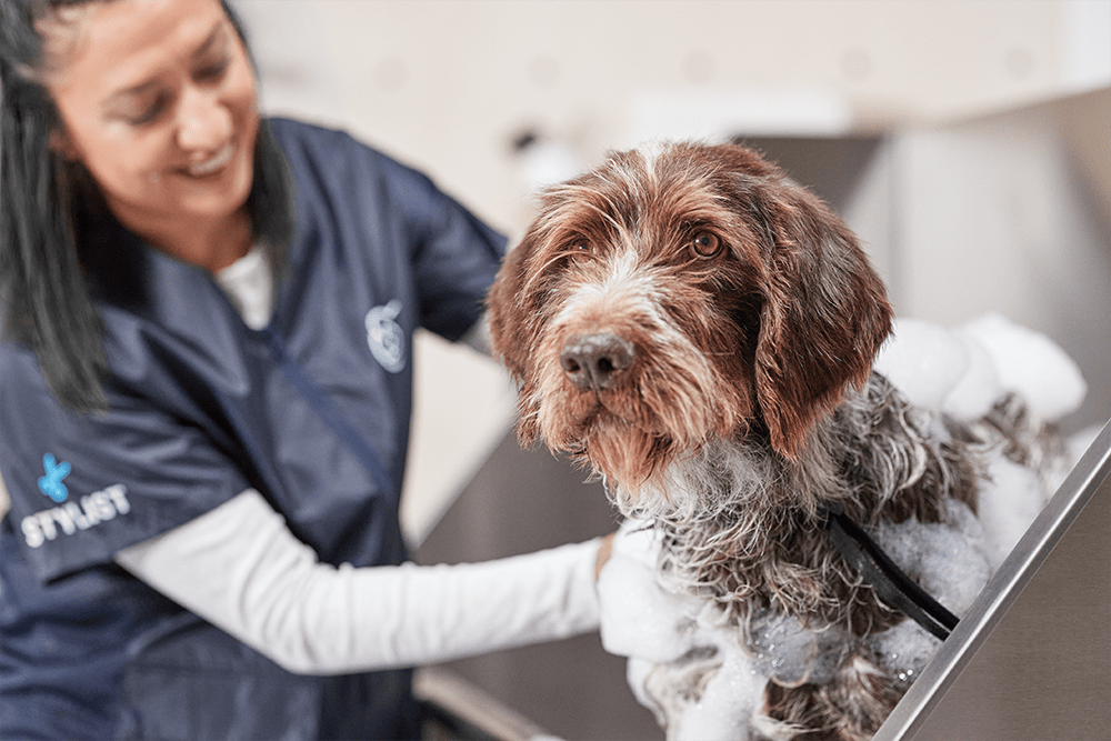 Petco Dog Grooming Dog Baths Haircuts Nail Trimming